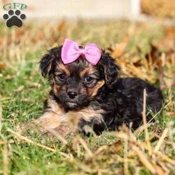 Melody/Yorkie Poo									Puppy/Female	/7 Weeks,I’m an absolutely adorable Yorkiepoo puppy with a sweet personality and more charm than my tiny body can hold. I love to bounce around, snuggle into warm laps, and brighten everyone’s day with my playful energy. My soft, fluffy coat and bright, expressive eyes make me irresistible, and I’m always ready for affection, adventures, and all the cozy cuddles you can give. I may be small, but my heart is overflowing with love—and I can’t wait to share it with my forever family!