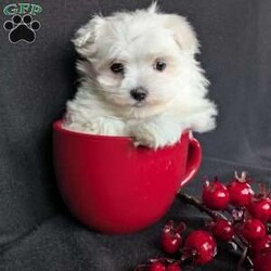 Snowflake- tiny/Maltese									Puppy/Female	/8 Weeks,Snowflake is a one of a kind! The most adorable little Maltese! She is a well socialized and playful pup! She is vet checked and micro- chipped as well as up to date on her vaccinations and dewormer! Call or text Katie today to find out more about this sweetheart!