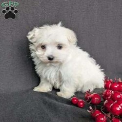 Snowflake- tiny/Maltese									Puppy/Female	/8 Weeks,Snowflake is a one of a kind! The most adorable little Maltese! She is a well socialized and playful pup! She is vet checked and micro- chipped as well as up to date on her vaccinations and dewormer! Call or text Katie today to find out more about this sweetheart!