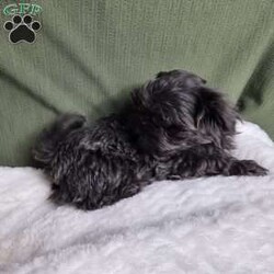 Hazel/Shih Tzu									Puppy/Female	/12 Weeks,Hazel is a very Lively and well socialized puppy. She has a beautiful blue coat plus an AKC registration and is tested with embark. Please contact us to make sweet Hazel your  very own puppy!