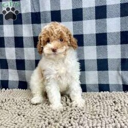 Nita/Miniature Poodle									Puppy/Female	/October 6th, 2025,Meet Nita a cute little Miniature Poodle, she is ACA Reg. Vet checked and shots are up to date.   parents weights are mom (Niki) 9 lbs and dad (Spiker) 13.2 lbs 