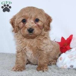 Irvin/Mini Goldendoodle									Puppy/Male	/9 Weeks,Meet Irvin! A gorgeous Miniature Goldendoodle puppy. Irvin has a sweet personality & the softest coat! He loves to play and get all the attention you can give him. He was born and raised with the Mast family. 