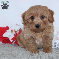 Irvin/Mini Goldendoodle									Puppy/Male	/9 Weeks,Meet Irvin! A gorgeous Miniature Goldendoodle puppy. Irvin has a sweet personality & the softest coat! He loves to play and get all the attention you can give him. He was born and raised with the Mast family. 