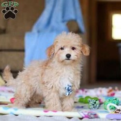 Max/Havapoo									Puppy/Male	/15 Weeks,Meet Max, our adorable Havapoo boy with a heart full of sweetness and charm! With his soft, fluffy coat and bright, expressive eyes, this little one is the kind of puppy who wins you over instantly. He loves to play, explore, and snuggle close during quiet moments—making him the perfect blend of fun-loving companion and cuddly sidekick. His friendly nature and happy personality make him a joy to be around, and he’s been raised with lots of love to ensure he’s well-socialized and ready for his forever family.