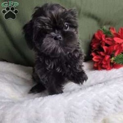 Hazel/Shih Tzu									Puppy/Female	/12 Weeks,Hazel is a very Lively and well socialized puppy. She has a beautiful blue coat plus an AKC registration and is tested with embark. Please contact us to make sweet Hazel your  very own puppy!