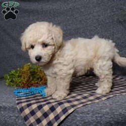 Tator/Bich-Poo									Puppy/Male	/7 Weeks,Hi, im a Bish-poo puppy. I am looking forward to meeting you! I am up to date with my immunizations, my wormer medications, and I have a Micro-chip so that I can be easily identified if I ever become lost! 