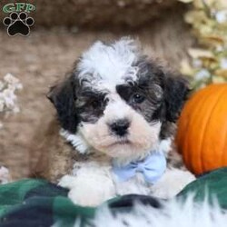 Flops/Teddy Bear									Puppy/Male	/12 Weeks,Flops is a teddy bear puppy with a gorgeous brown coat and white and black markings that give him a soft, teddy-like appearance. True to his name, Flops is full of energy and charm, always ready to play, explore, and make new friends.