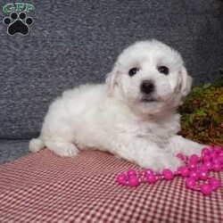 Angel/Bichon Frise									Puppy/Female	/6 Weeks,Hi, im a Bishon puppy. I am looking forward to meeting you! I am up to date with my immunizations, my wormer medications, and I have a Micro-chip so that I can be easily identified if I ever become lost! 