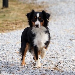 Abby/Miniature Australian Shepherd									Puppy/Female	/8 Weeks,Meet Abby! An irresistibly sweet and adorable AKC Miniature Australian Shepherd puppy. With a coat as soft as a cloud and eyes that sparkle with curiosity, she is sure to steal the spotlight wherever she may go.  Mini Aussies are known for their intelligence, playful energy and friendly nature, making them a favorite for families and individuals alike. They form strong bonds to their people and they thrive on love and attention. Whether you’re hiking a trail or relaxing at home, she will bring a spark of fun and companionship that’s hard to match. Loyal, bright, and endlessly affectionate, she’s not just a pet—she’s a best friend in the making. This beautiful girl will follow your lead and join you on countless adventures!