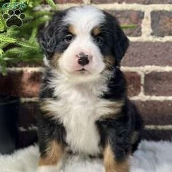 Bruno/Bernese Mountain Dog									Puppy/Male	/7 Weeks,Meet Bruno, your real live stocking stuffer;)he’s such a fluffy, sweet cuddle bug! Has an amazing temperament, Loves to play with the kids, but is pretty chill and cuddly as well making him the best Christmas gift anyone could ask for! 