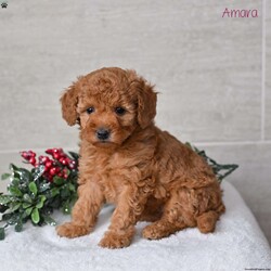 Amara/Miniature Poodle									Puppy/Female	/6 Weeks,Our Mini Poodle puppies are bright, affectionate, and full of cheerful personality—everything you could want in a loving companion. These sweet little pups are currently looking for loving homes where they can continue to grow, learn, and share their playful, loyal nature. Raised right in our family setting, they enjoy daily interaction and plenty of social experiences. This early socialization helps them become confident, friendly, and well-adjusted, making their transition into their new homes smooth and enjoyable.
