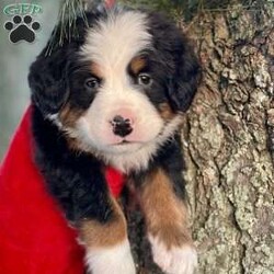 Bruno/Bernese Mountain Dog									Puppy/Male	/7 Weeks,Meet Bruno, your real live stocking stuffer;)he’s such a fluffy, sweet cuddle bug! Has an amazing temperament, Loves to play with the kids, but is pretty chill and cuddly as well making him the best Christmas gift anyone could ask for! 
