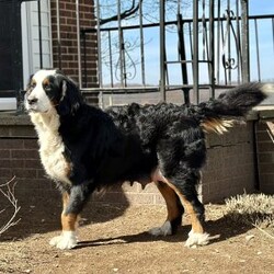 Bruno/Bernese Mountain Dog									Puppy/Male	/7 Weeks,Meet Bruno, your real live stocking stuffer;)he’s such a fluffy, sweet cuddle bug! Has an amazing temperament, Loves to play with the kids, but is pretty chill and cuddly as well making him the best Christmas gift anyone could ask for! 