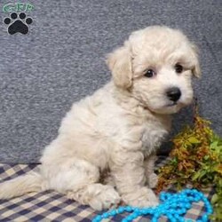 Tator/Bich-Poo									Puppy/Male	/7 Weeks,Hi, im a Bish-poo puppy. I am looking forward to meeting you! I am up to date with my immunizations, my wormer medications, and I have a Micro-chip so that I can be easily identified if I ever become lost! 