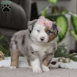 Abby/Miniature Australian Shepherd									Puppy/Female	/8 Weeks,Meet Abby! An irresistibly sweet and adorable AKC Miniature Australian Shepherd puppy. With a coat as soft as a cloud and eyes that sparkle with curiosity, she is sure to steal the spotlight wherever she may go.  Mini Aussies are known for their intelligence, playful energy and friendly nature, making them a favorite for families and individuals alike. They form strong bonds to their people and they thrive on love and attention. Whether you’re hiking a trail or relaxing at home, she will bring a spark of fun and companionship that’s hard to match. Loyal, bright, and endlessly affectionate, she’s not just a pet—she’s a best friend in the making. This beautiful girl will follow your lead and join you on countless adventures!