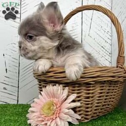 Charlotte/French Bulldog									Puppy/Female	/10 Weeks,  Meet Charlotte — A Stunning Lilac Merle Fluffy French Bulldog Princess! Introducing Charlotte, a gorgeous purebred AKC Fluffy French Bulldog with a luxurious lilac merle coat that’s soft, silky, and beautifully patterned. Her gentle expression and rare blue-green eyes give her an unforgettable, elegant look that stands out the moment you see her. Charlotte’s personality is just as sweet as her appearance. Raised in a loving family environment, she enjoys being held, cuddled, and interacting with people. Her calm, friendly nature makes her an excellent match for families or anyone hoping for a devoted companion with top-quality genetics and stunning color. Charlotte’s Info: • Breed: Purebred Fluffy French Bulldog • Color: Lilac Merle • Eyes: Blue-Green • Birthdate: October 22, 2025 • Registration: AKC Registered • Health: Up to date on shots & dewormings • Bonus: Microchipped   Health Guarantee • Raised: Family socialized Charlotte is a rare find — a fluffy-coated Frenchie with breathtaking coloring, soft features, and a lovable temperament. She’s ready to bring joy, beauty, and snuggles to her new home. Delivery available right to your door! Call or text to make Charlotte yours