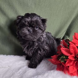 Hazel/Shih Tzu									Puppy/Female	/12 Weeks,Hazel is a very Lively and well socialized puppy. She has a beautiful blue coat plus an AKC registration and is tested with embark. Please contact us to make sweet Hazel your  very own puppy!