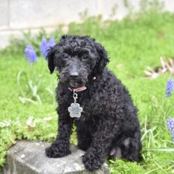 Flynn/Miniature Poodle									Puppy/Male	/10 Weeks,Our Mini Poodle puppies are intelligent, affectionate, and full of cheerful energy—everything you could hope for in a loving family companion. These sweet little pups are currently looking for loving homes where they can continue to grow and share their gentle, playful personalities. Raised in a caring family environment, they are well-socialized with children and other pets, helping them develop into confident, friendly, and well-mannered dogs.