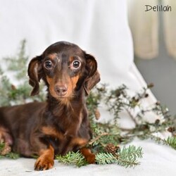 Alex/Dachshund									Puppy/Male	/6 Weeks,Our Mini Dachshund puppies are adorable, playful, and full of charm—everything you could want in a sweet little companion. These precious pups are currently looking for loving homes where they can continue to grow, explore, and share their affectionate personalities. Family raised with lots of attention and care, they are well-socialized with children, adults, and the everyday sounds of home life. This early foundation helps them become confident, friendly, and well-adjusted puppies who adapt easily to their new families.
