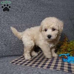 Tator/Bich-Poo									Puppy/Male	/7 Weeks,Hi, im a Bish-poo puppy. I am looking forward to meeting you! I am up to date with my immunizations, my wormer medications, and I have a Micro-chip so that I can be easily identified if I ever become lost! 