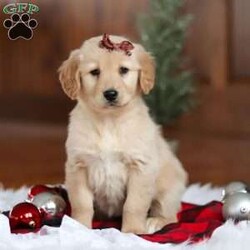 Angel/Golden Retriever									Puppy/Male	/7 Weeks,Meet Angel, an incredibly sweet and playful ACA Golden Retriever puppy! With her soft, golden coat and soulful eyes, she’s the perfect combination of beauty and charm. Golden Retrievers are known for their friendly and loyal nature, and this girl is no different. She loves to run, play, and explore, but also enjoys snuggling up for some quiet time. Whether it’s a walk in the park or relaxing day at home, her cheerful spirit will make every day brighter. She’s ready to become a loving companion to anyone lucky enough to welcome her into their home!