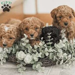 Leroy/Toy Poodle Mix									Puppy/Male	/6 Weeks,Meet our Sweet Toy Poodle Puppies! They are very easy going and perfect playmates for our children! They would make a perfect lap dog and they do very well with children! 
