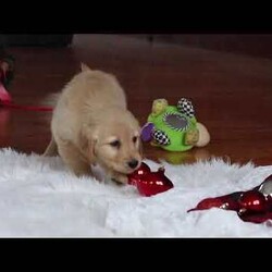 Angel/Golden Retriever									Puppy/Male	/7 Weeks,Meet Angel, an incredibly sweet and playful ACA Golden Retriever puppy! With her soft, golden coat and soulful eyes, she’s the perfect combination of beauty and charm. Golden Retrievers are known for their friendly and loyal nature, and this girl is no different. She loves to run, play, and explore, but also enjoys snuggling up for some quiet time. Whether it’s a walk in the park or relaxing day at home, her cheerful spirit will make every day brighter. She’s ready to become a loving companion to anyone lucky enough to welcome her into their home!