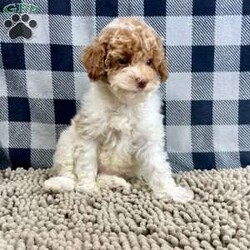 Nita/Miniature Poodle									Puppy/Female	/October 6th, 2025,Meet Nita a cute little Miniature Poodle, she is ACA Reg. Vet checked and shots are up to date.   parents weights are mom (Niki) 9 lbs and dad (Spiker) 13.2 lbs 