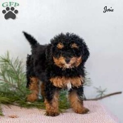 Josie/Miniature Poodle									Puppy/Female	/October 19th, 2025,Meet Josie, an adorable mini Poodle puppy with a sweet personality and a heart full of love. Josie is looking for a loving forever home where she can continue to thrive and be cherished as a true family member. She has been family raised and has received plenty of daily interaction, helping her grow into a confident, well-socialized puppy who enjoys both people and gentle play.