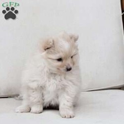 Annie/Pomeranian									Puppy/Female	/November 5th, 2025,Annie is an only puppy in her litter . she is smart with an approximate adult weight 4 to 5 pounds , she is in-home raised and trained to use pee pads . She is well loves amd soo incredibly sweet . 
