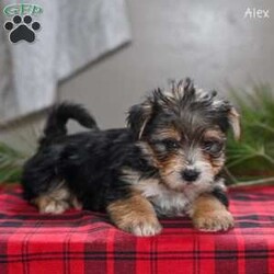 Alex/Morkie / Yorktese									Puppy/Male	/9 Weeks,These adorable Morkie puppies are eagerly looking for loving homes where they’ll be welcomed as cherished family companions. Raised on our farmette ,they receive plenty of daily love, attention, and interaction, helping them grow into confident, well-socialized little pups. Morkies are known for their playful personalities and affectionate nature, making them wonderful pets for families, singles, or anyone looking for a loyal lap companion.