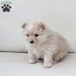 Annie/Pomeranian									Puppy/Female	/November 5th, 2025,Annie is an only puppy in her litter . she is smart with an approximate adult weight 4 to 5 pounds , she is in-home raised and trained to use pee pads . She is well loves amd soo incredibly sweet . 