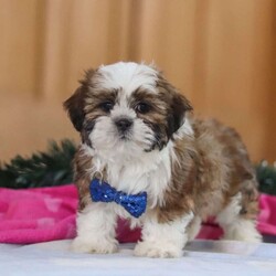 Asher/Shih Tzu									Puppy/Male	/10 Weeks,Meet Asher, an adorable AKC registered Shihtzu who’s brimming with curiosity and charm! With his sweet expression and a personality that shines, he will always be ready to brighten your day. This little guy is always eager to explore the world around him, whether it’s sniffing out new adventures or playfully chasing after his favorite toy. His bright eyes and wagging tail are always full of excitement, ready to turn every moment into a fun-filled experience. If you’re looking for a loyal companion who’s as inquisitive as loving, Asher is the perfect choice! The Mama, Brittany is a gorgeous Shihtzu who weighs 14 lbs. She’s the definition of sweet and gentle, always protecting and caring for her babies. The dad, Ralph is a striking Shihtzu weighing 12 lbs. He showcases his intelligence and elegance in everything he does. He passes down his excellent health, stunning coat, and well-balanced temperament to his puppies. Asher will join his forever family vet checked, up to date on vaccinations, dewormer, and he comes with a 1 year genetic health guarantee for your peace of mind. For more information or to schedule a visit, please call or text us anytime Monday through Saturday. Thanks! –Jonas Hershberger 