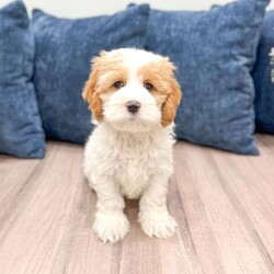 Ruger/Cockapoo									Puppy/Male	/9 Weeks,Meet Ruger, this sweet and adorable Cockapoo! A wonderful little guy bubbling with joy!