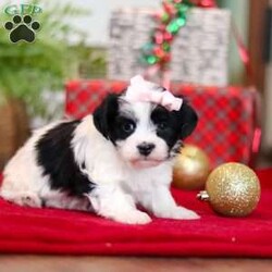 Rosie/Havanese									Puppy/Female	/5 Weeks,Hi, I’m Rosie—an absolutely adorable AKC registered Havanese puppy with a soft, fluffy coat and the happiest little personality! I love prancing around with my tail wagging, chasing after toys, and making everyone smile with my playful charm. When I’m all tuckered out, my favorite place to be is snuggled up close where it’s warm and cozy. With my gentle heart and silly spirit, I’m ready to be the perfect companion and fill my forever family’s days with love and joy.