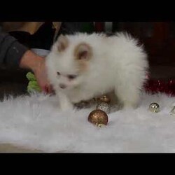 Ramsey/Pomeranian									Puppy/Male	/13 Weeks,Meet Ramsey, an absolutely adorable ACA Pomeranian puppy with a personality as bright and cheerful as his fluffy coat! He is full of playful energy and curiosity, always ready for little adventures and snuggles alike. He has a sweet, loving nature that melts hearts, making him a perfect companion for families or anyone looking for a loyal, happy little friend. With his tiny paws, bright eyes, and soft, plush fur, he’s guaranteed to bring joy and smiles wherever he goes.