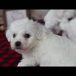 Twinkle/Bichon Frise									Puppy/Female	/October 30th, 2025,Twinkle is a darling Bichon girl who shines in the softest way. She’s not the loudest in the room — she’s the one who quietly steals your heart. Twinkle has a tender, affectionate personality and adores being held and loved on. She’s happiest when she’s close to her people, soaking up attention and giving back tiny kisses in return. Her playful side comes out in sweet bursts of energy, followed by peaceful naps in the coziest spot she can find. Twinkle is the kind of puppy that brings comfort, light, and a steady little joy to your everyday life — like her name, she’s a gentle sparkle you’ll never want to be without.