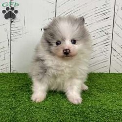 Teddy/Pomeranian									Puppy/Male	/7 Weeks,Allow Me to Introduce Myself… I’m Teddy A Merle Parti Pomeranian of Exceptional Quality Hello… my name is Teddy, and I’m a purebred AKC Pomeranian created for those who appreciate the finer things. I wear a rare merle parti coat that’s plush, thick, and perfectly balanced—paired with my teddy bear face and striking blue eyes that tend to stop people mid-sentence. My parents are in 6-7 pound range so I should stay a nice small size! I may be small, but I carry myself with confidence and charm. I’m soft to the touch, beautifully marked, and already quite aware that I’m something special. My coloring is eye-catching yet elegant—exactly what you’d expect from a top-tier Pomeranian. About Me: • Breed: Purebred Pomeranian • Color: Merle Parti • Eyes: Bright Blue • Birthdate: November 3, 2025 • Registration: AKC Registered • Care: Up to date on shots & dewormings • Includes: Microchipped   Written Health Guarantee • Raised: With careful handling and early socialization I’m looking for a home that values quality, beauty, and companionship. In return, I promise loyalty, sweetness, and a lifetime of turning heads wherever we go together. Delivery is available right to your door! Contact us today to make Teddy yours!
