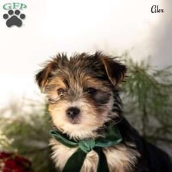 Alex/Morkie / Yorktese									Puppy/Male	/9 Weeks,These adorable Morkie puppies are eagerly looking for loving homes where they’ll be welcomed as cherished family companions. Raised on our farmette ,they receive plenty of daily love, attention, and interaction, helping them grow into confident, well-socialized little pups. Morkies are known for their playful personalities and affectionate nature, making them wonderful pets for families, singles, or anyone looking for a loyal lap companion.