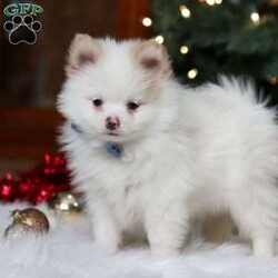 Ramsey/Pomeranian									Puppy/Male	/13 Weeks,Meet Ramsey, an absolutely adorable ACA Pomeranian puppy with a personality as bright and cheerful as his fluffy coat! He is full of playful energy and curiosity, always ready for little adventures and snuggles alike. He has a sweet, loving nature that melts hearts, making him a perfect companion for families or anyone looking for a loyal, happy little friend. With his tiny paws, bright eyes, and soft, plush fur, he’s guaranteed to bring joy and smiles wherever he goes.