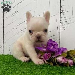 Dolly/French Bulldog									Puppy/Female	/7 Weeks,Dolly — A Sweet & Shiny Cream Frenchie Baby With a Heart-Melting Look! Meet Dolly, an adorable purebred AKC French Bulldog puppy with a soft cream coat, bright expression, and that irresistible Frenchie charm everyone falls in love with. She has a gentle, calm presence and a sweet little face that grabs your heart the moment you look at her. Dolly has been well socialized, given plenty of hands-on attention, and is off to an excellent start. She’s the perfect mix of cuddly, curious, and easygoing — ideal for families, first-time Frenchie owners, or anyone wanting a beautiful, well-bred companion. Dolly’s Information: • Breed: Purebred French Bulldog • Color: Cream • Birthdate: October 31, 2025 • Registration: AKC Registered • Health: Up to date on all shots & dewormings • Extras: Microchipped   Written Health Guarantee • Raised: Family socialized with great early care Dolly is ready to bring joy, cuddles, and a whole lot of personality into her new home. Her good looks, friendly temperament, and quality pedigree make her a truly special little pup. Delivery available right to your doorstep! Contact us today to reserve your new family member! 