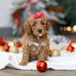 Beverly/Cockapoo									Puppy/Female	/7 Weeks,Introducing an adorable Cockapoo named Beverly! This darling girl is the definition of  sweet and lovable—always ready to greet people with tail wags and snuggles. She has a playful side too, especially when there’s a toy involved or a new spot to explore. With her soft, wavy coat and warm eyes, she knows exactly how to melt hearts. Whether it’s joining in on adventures or curling up for a cozy nap, this little one may just be the perfect little sidekick for your family!