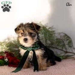 Alex/Morkie / Yorktese									Puppy/Male	/9 Weeks,These adorable Morkie puppies are eagerly looking for loving homes where they’ll be welcomed as cherished family companions. Raised on our farmette ,they receive plenty of daily love, attention, and interaction, helping them grow into confident, well-socialized little pups. Morkies are known for their playful personalities and affectionate nature, making them wonderful pets for families, singles, or anyone looking for a loyal lap companion.