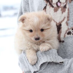 Annie/Pomeranian									Puppy/Female	/November 5th, 2025,Annie is an only puppy in her litter . she is smart with an approximate adult weight 4 to 5 pounds , she is in-home raised and trained to use pee pads . She is well loves amd soo incredibly sweet . 