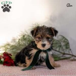 Alex/Morkie / Yorktese									Puppy/Male	/9 Weeks,These adorable Morkie puppies are eagerly looking for loving homes where they’ll be welcomed as cherished family companions. Raised on our farmette ,they receive plenty of daily love, attention, and interaction, helping them grow into confident, well-socialized little pups. Morkies are known for their playful personalities and affectionate nature, making them wonderful pets for families, singles, or anyone looking for a loyal lap companion.