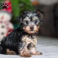 Jingles/Yorkie									Puppy/Male	/11 Weeks,Hi, I’m Jingles — a tiny Yorkshire Terrier puppy with a whole lot of cuteness packed into my little body! I have a soft, silky coat, bright twinkling eyes, and the happiest little prance that shows just how excited I am about everything. I love playing with toys, exploring new places, and soaking up all the cuddles I can get. I may be small, but I’m full of personality, sweetness, and charm — and I’m ready to bring joy to everyone I meet!