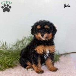 Josie/Miniature Poodle									Puppy/Female	/October 19th, 2025,Meet Josie, an adorable mini Poodle puppy with a sweet personality and a heart full of love. Josie is looking for a loving forever home where she can continue to thrive and be cherished as a true family member. She has been family raised and has received plenty of daily interaction, helping her grow into a confident, well-socialized puppy who enjoys both people and gentle play.