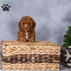 Holly/Miniature Poodle									Puppy/Female	/November 10th, 2025,Meet Holly, a sweet miniature poodle puppy who is ready to steal your heart and become your newest best friend! Holly has been lovingly raised in the Kauffman home, surrounded by love and care, and is completely accustomed to the everyday sights and sounds of a normal household. She is gentle, affectionate, and full of puppy curiosity, making her the perfect companion for families, singles, or seniors looking for a loving furry friend.