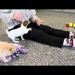 Annie/Pomeranian									Puppy/Female	/November 5th, 2025,Annie is an only puppy in her litter . she is smart with an approximate adult weight 4 to 5 pounds , she is in-home raised and trained to use pee pads . She is well loves amd soo incredibly sweet . 