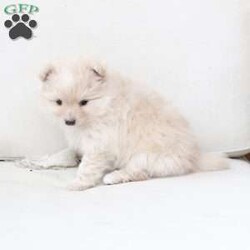 Annie/Pomeranian									Puppy/Female	/November 5th, 2025,Annie is an only puppy in her litter . she is smart with an approximate adult weight 4 to 5 pounds , she is in-home raised and trained to use pee pads . She is well loves amd soo incredibly sweet . 